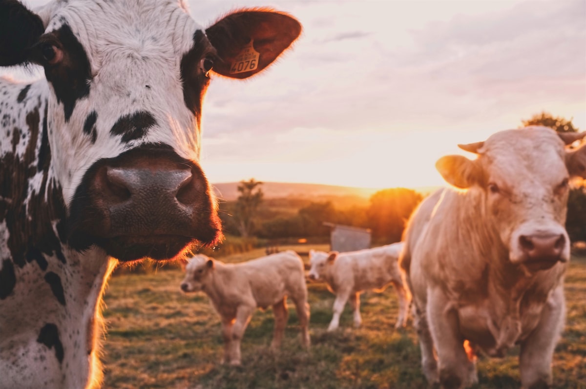 How the Netherlands Became the World's Second-Largest Food Exporter